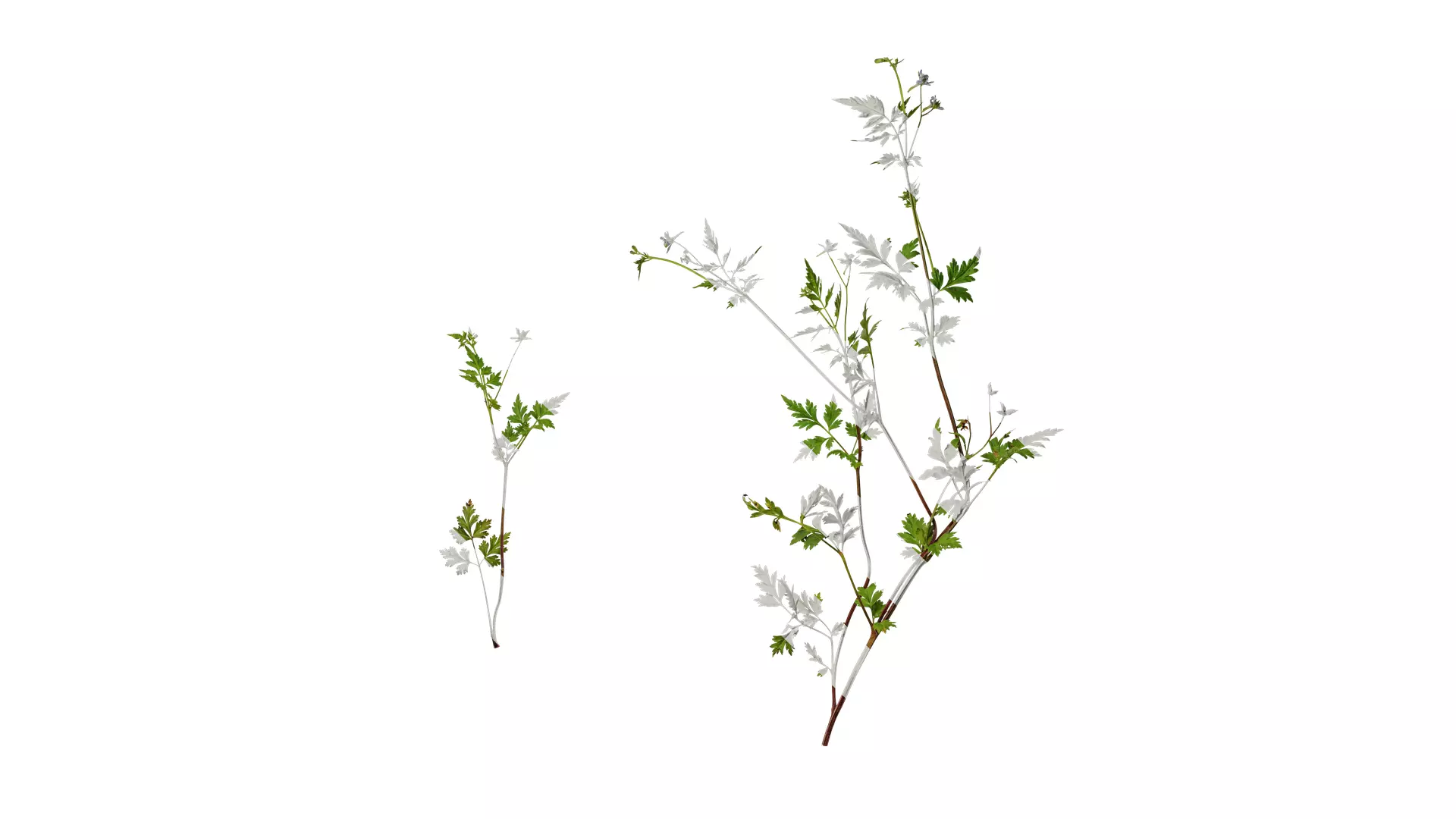 Anydrafts Delphinium grandiflorum Atlas 01 Texture_0