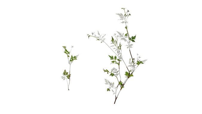 Anydrafts Delphinium grandiflorum Atlas 01 Texture