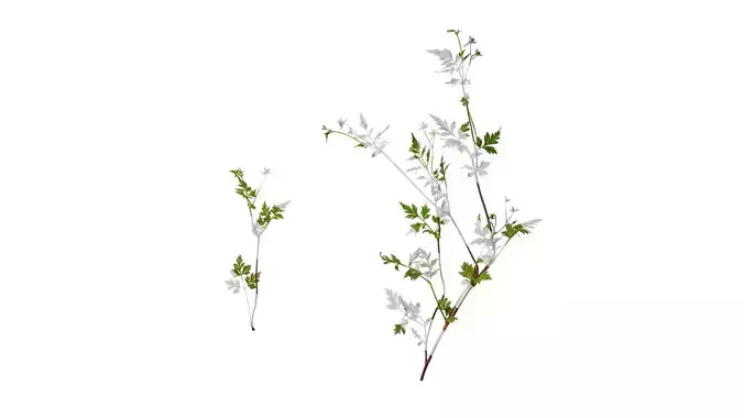 Anydrafts Delphinium grandiflorum Atlas 01