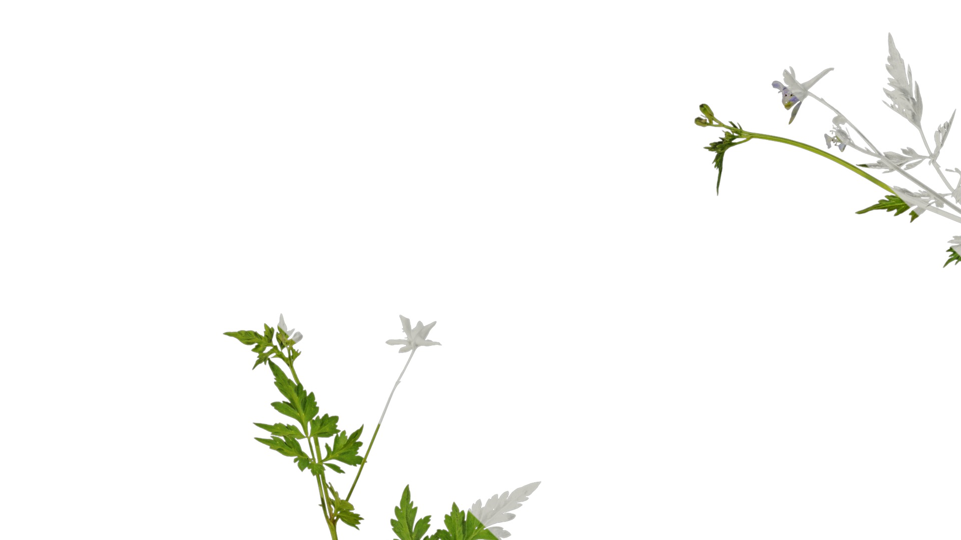 Anydrafts Delphinium grandiflorum Atlas 01 Texture_3