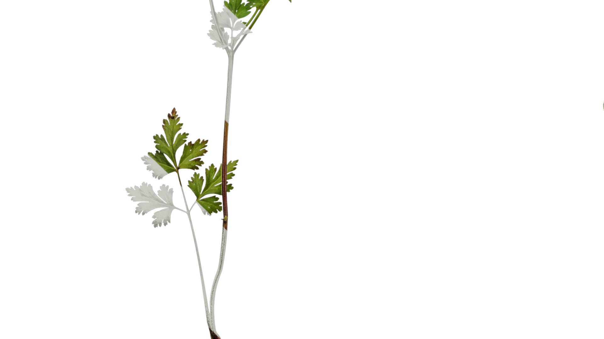 Anydrafts Delphinium grandiflorum Atlas 01 Texture_5