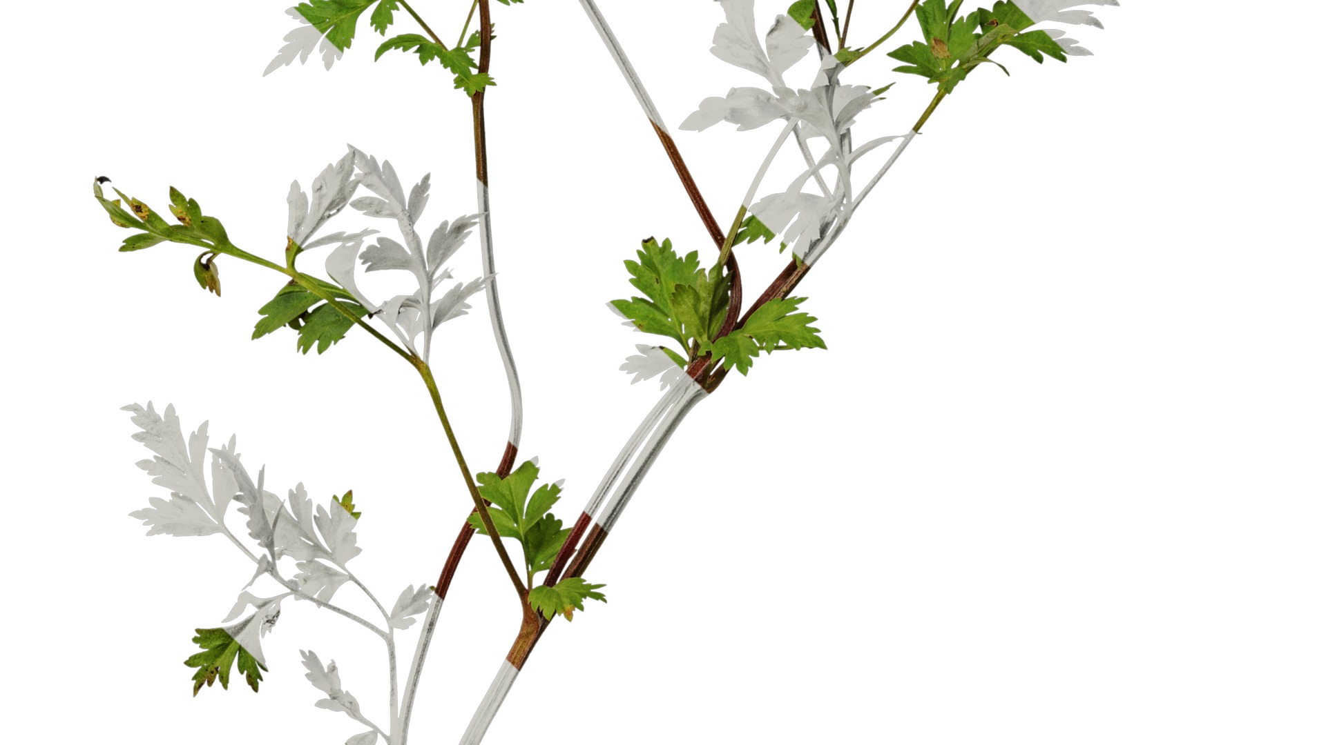 Anydrafts Delphinium grandiflorum Atlas 01 Texture_6