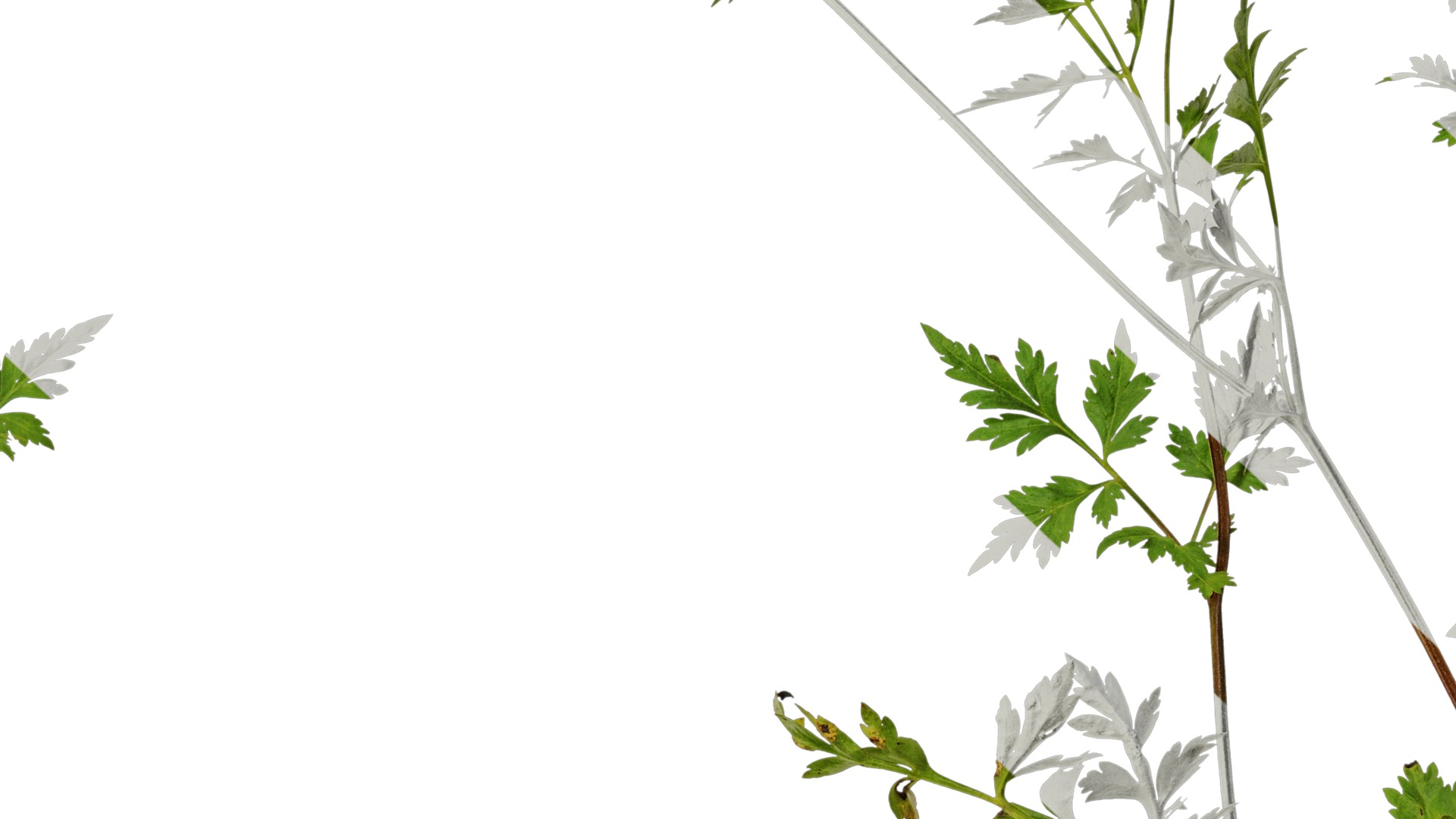 Anydrafts Delphinium grandiflorum Atlas 01 Texture_7