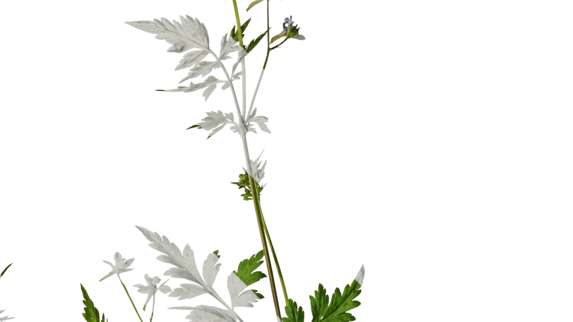 Anydrafts Delphinium grandiflorum Atlas 01 Texture_2