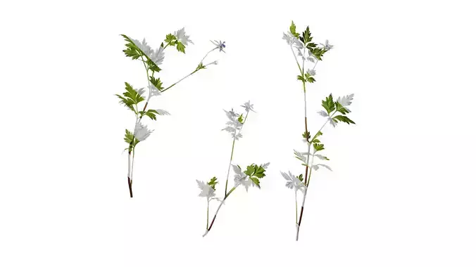 Anydrafts Delphinium grandiflorum Atlas 02