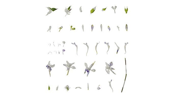 Anydrafts Delphinium grandiflorum Flower 01 Texture