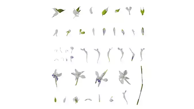 Anydrafts Delphinium grandiflorum Flower 01