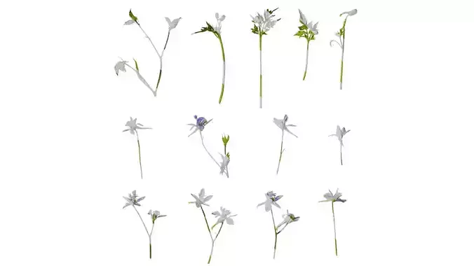 Anydrafts Delphinium grandiflorum Flower 02