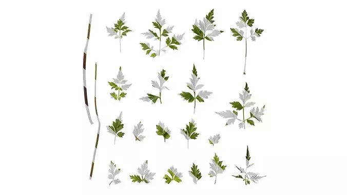 Anydrafts Delphinium grandiflorum Leaf 01