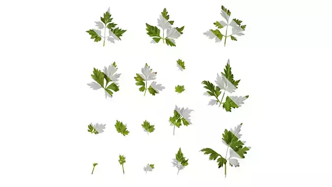 Anydrafts Delphinium grandiflorum Leaf 02
