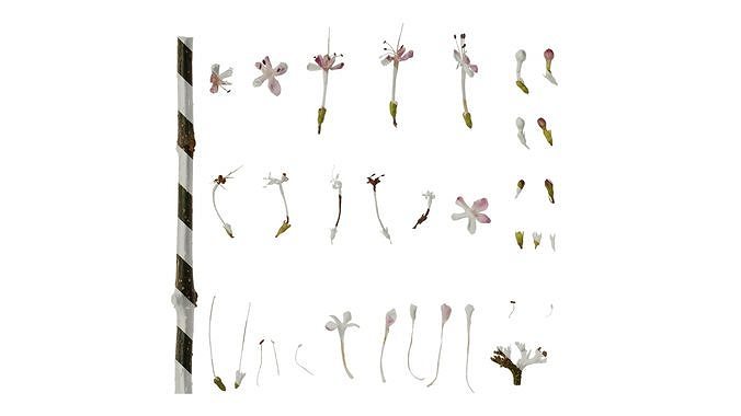 Anydrafts Clerodendrum bungei Flower 04 Texture