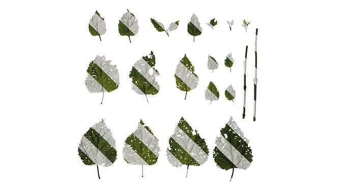Anydrafts Clerodendrum bungei Leaf 07 Texture