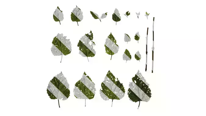 Anydrafts Clerodendrum bungei Leaf 07