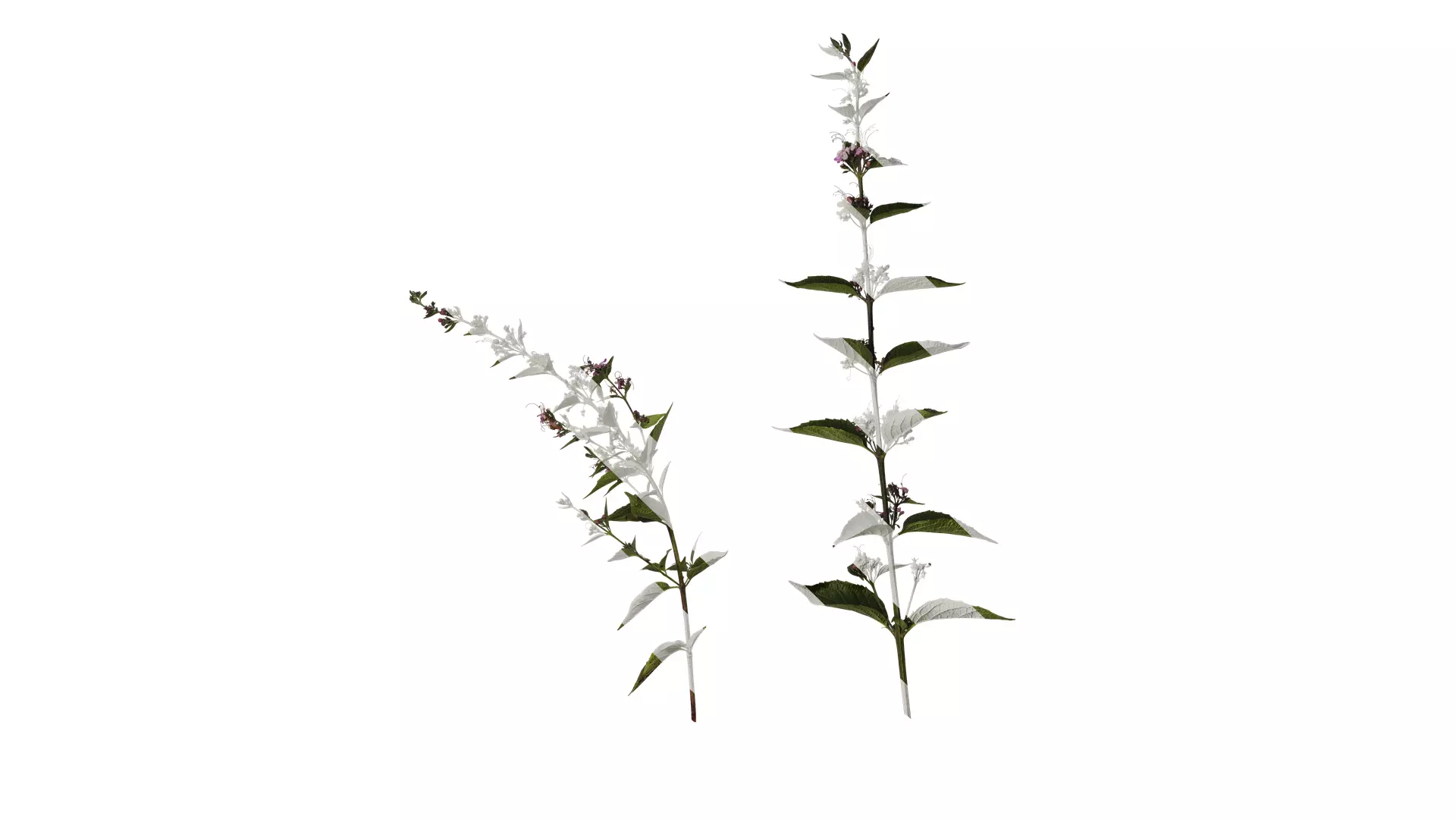 Anydrafts Clerodendrum mastacanthum Atlas 01 Texture_0