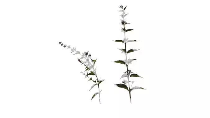 Anydrafts Clerodendrum mastacanthum Atlas 01