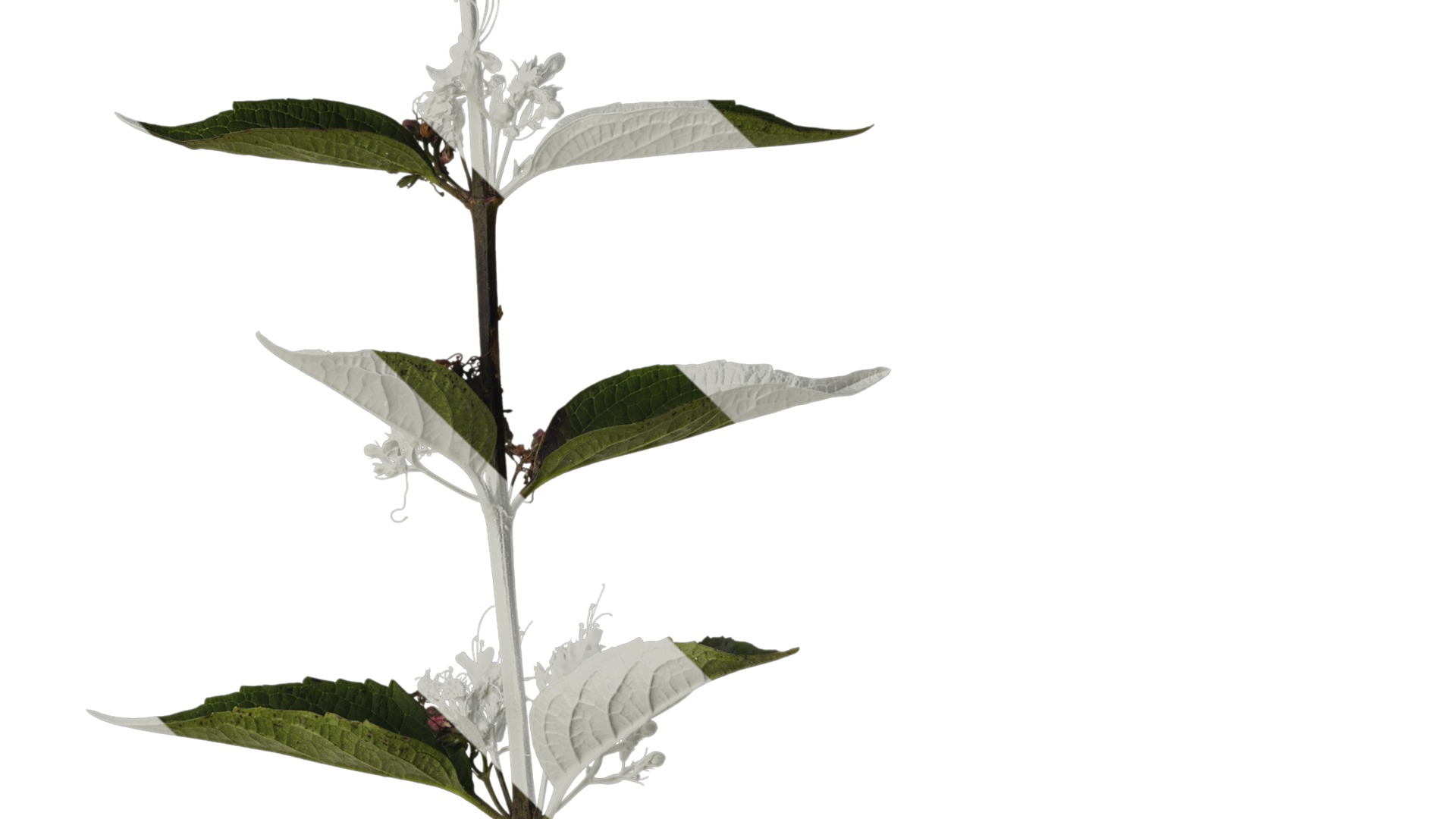 Anydrafts Clerodendrum mastacanthum Atlas 01 Texture_4