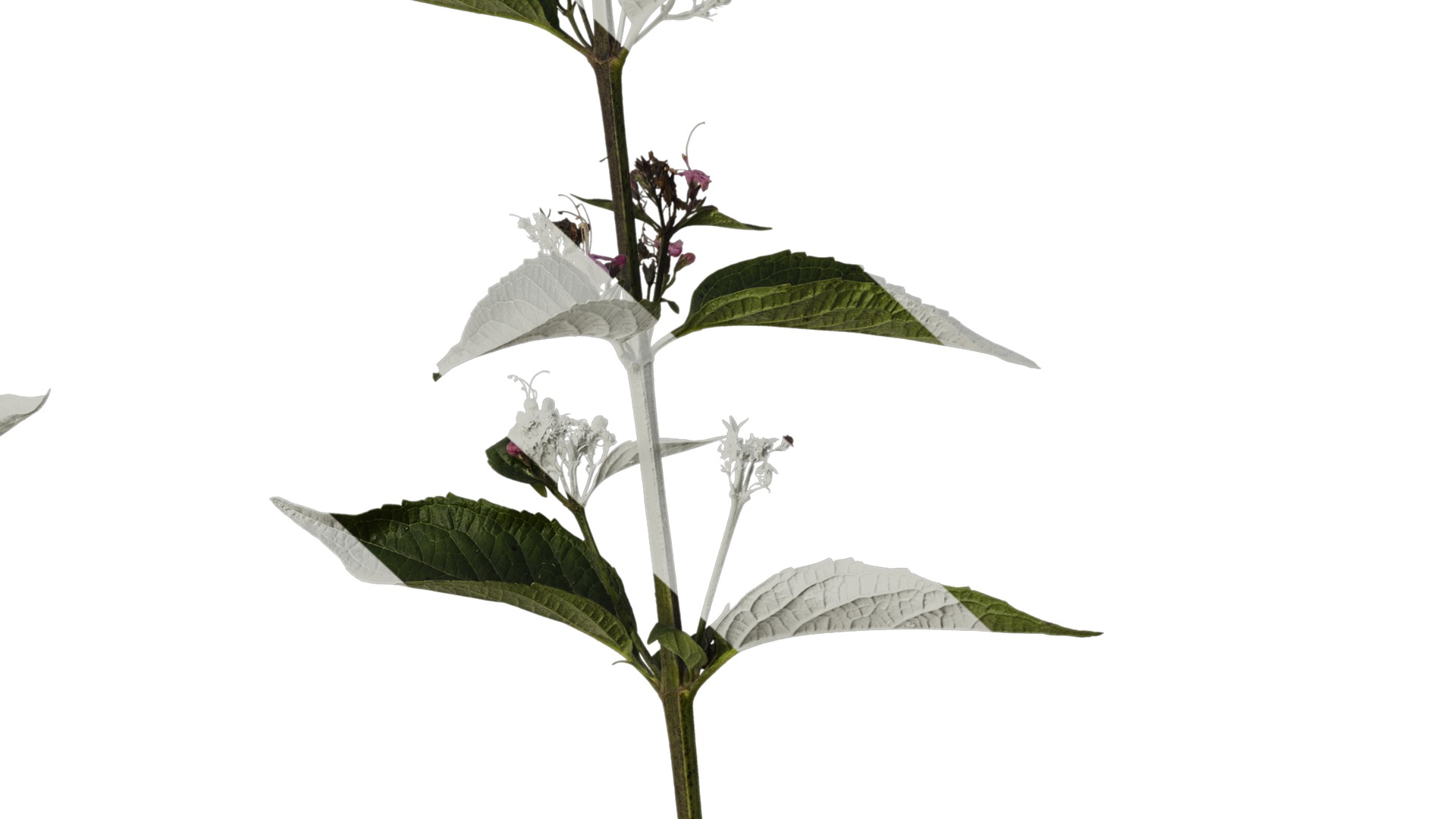 Anydrafts Clerodendrum mastacanthum Atlas 01 Texture_6