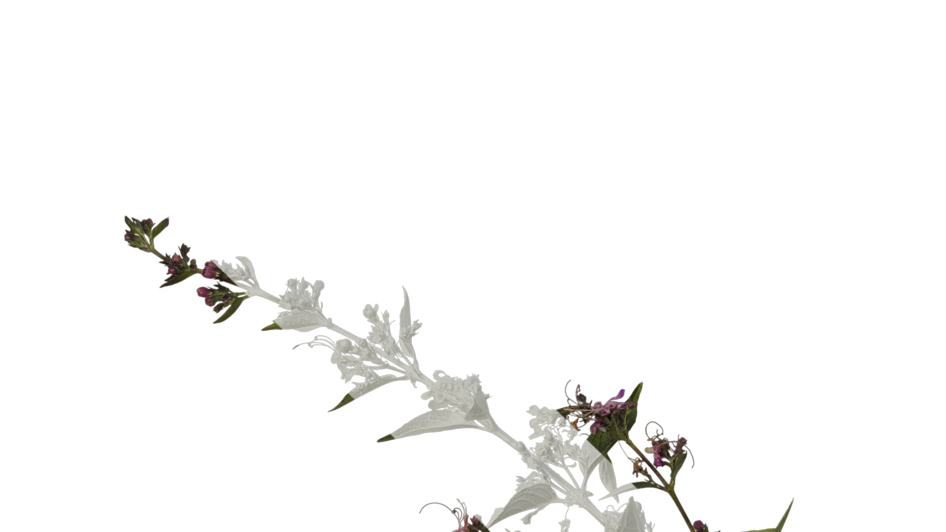 Anydrafts Clerodendrum mastacanthum Atlas 01 Texture_3