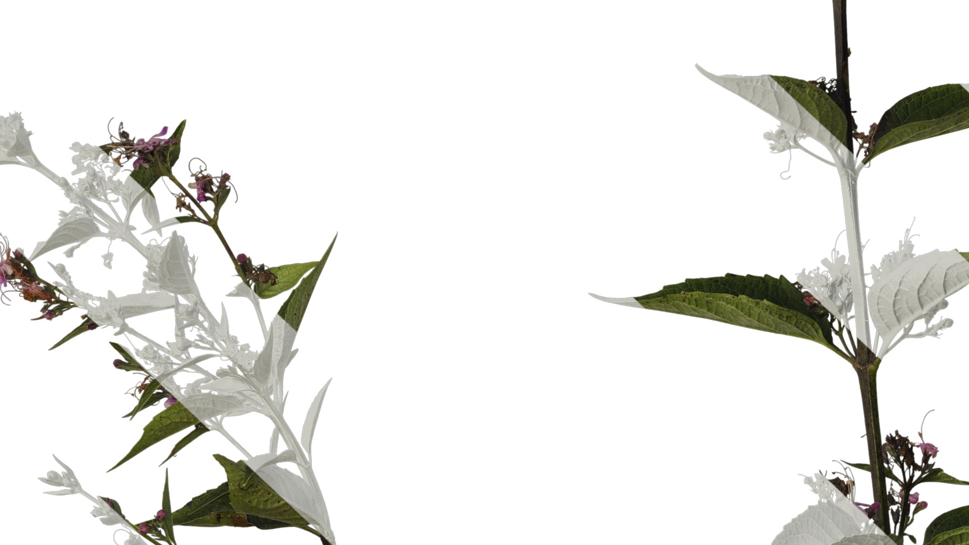 Anydrafts Clerodendrum mastacanthum Atlas 01 Texture_7