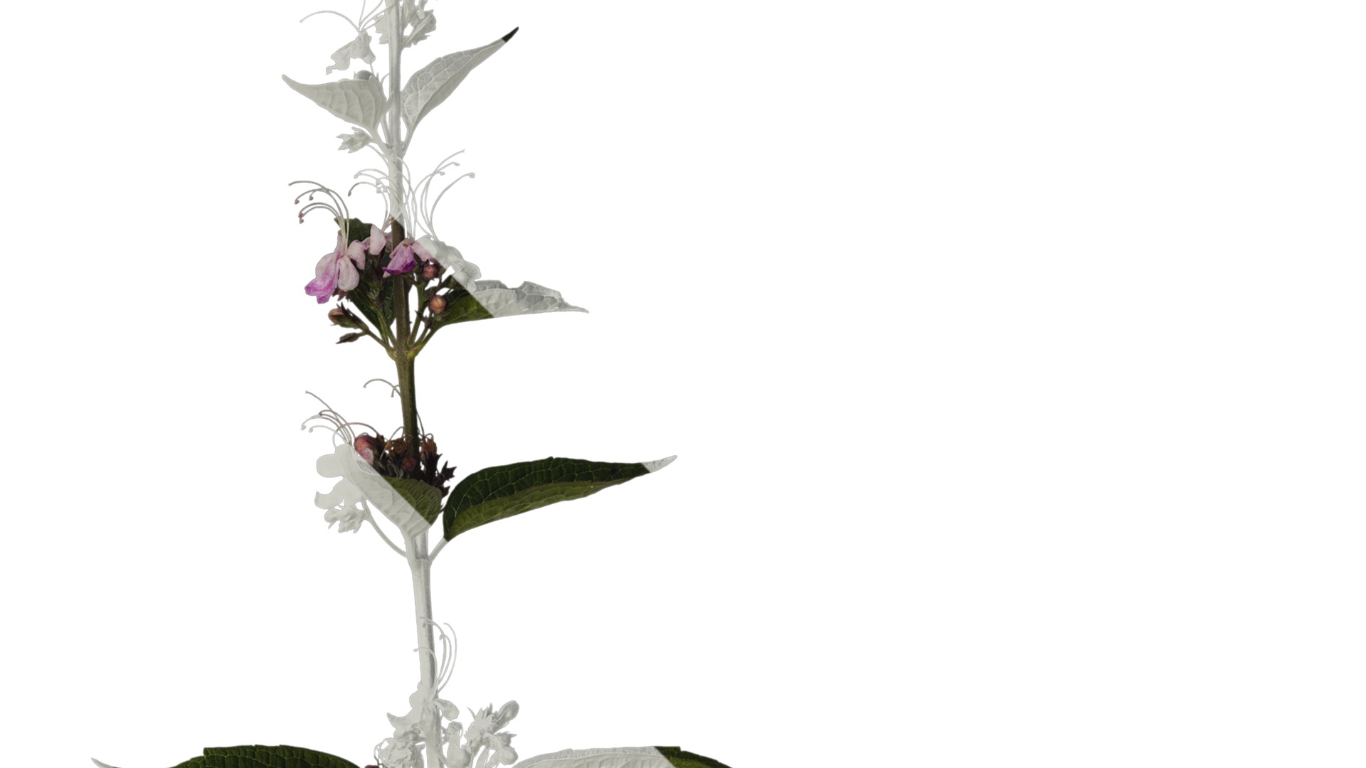 Anydrafts Clerodendrum mastacanthum Atlas 01 Texture_2