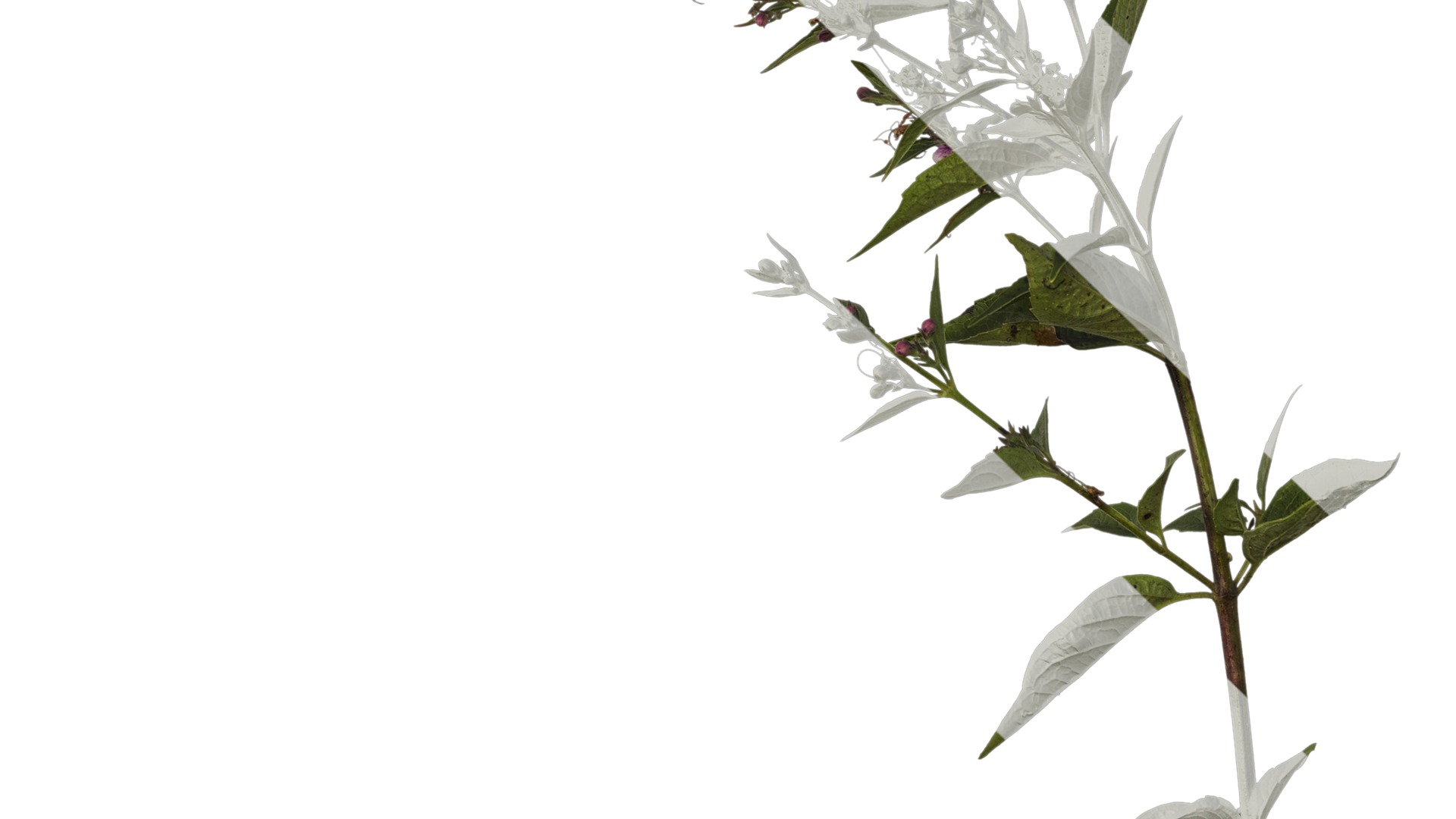 Anydrafts Clerodendrum mastacanthum Atlas 01 Texture_5