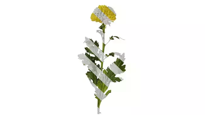 Anydrafts Dendranthema morifoliumcv Atlas 01