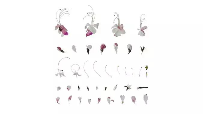 Anydrafts Clerodendrum mastacanthum Flower 02