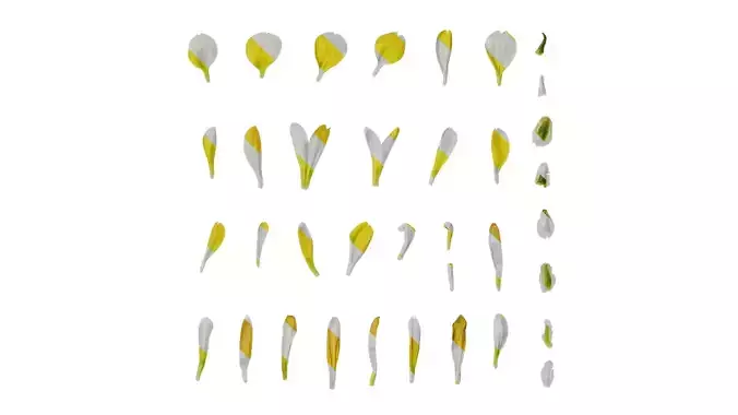 Anydrafts Dendranthema morifoliumcv Flower 03