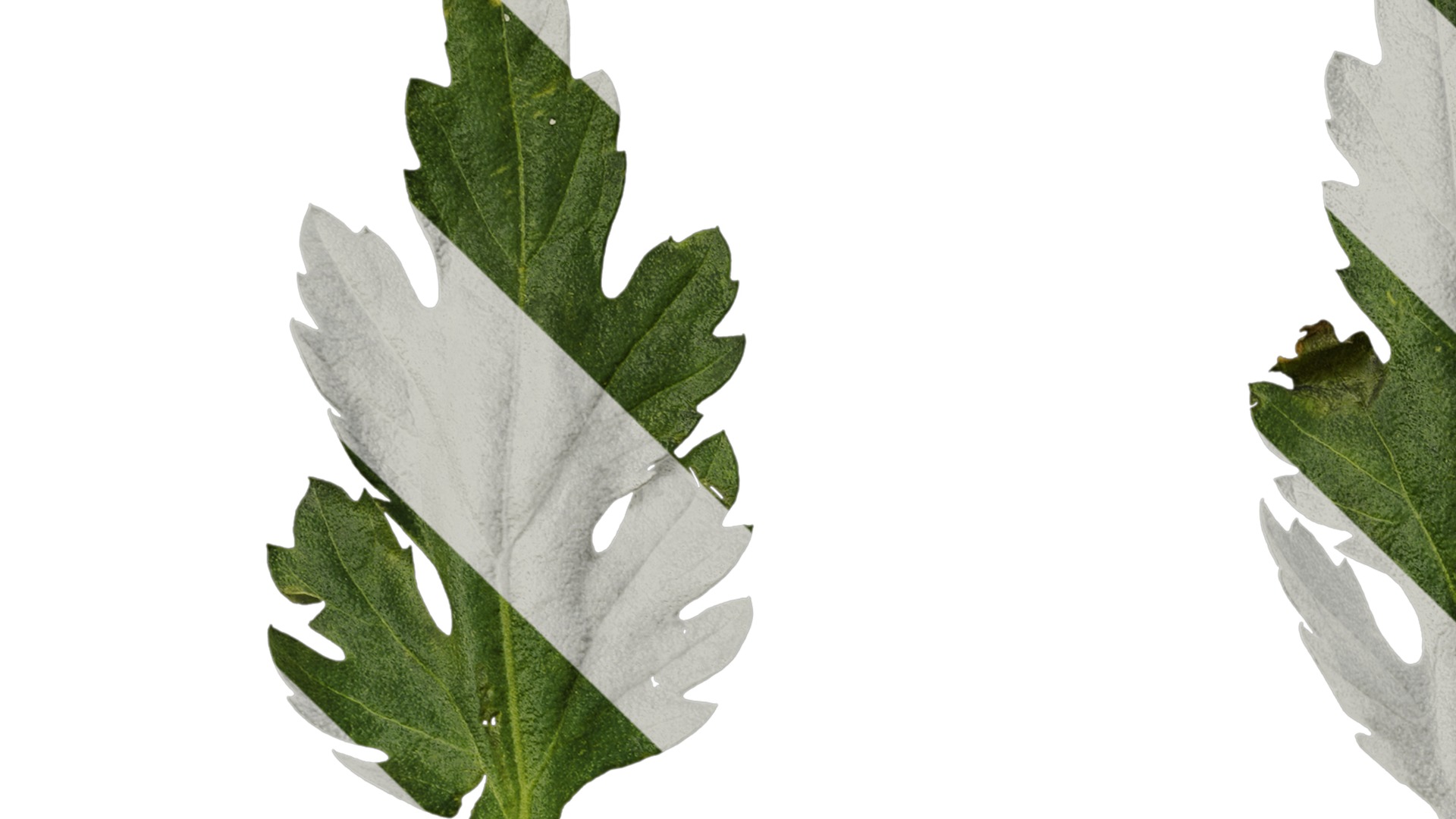 Anydrafts Dendranthema morifoliumcv Leaf 01 Texture_1