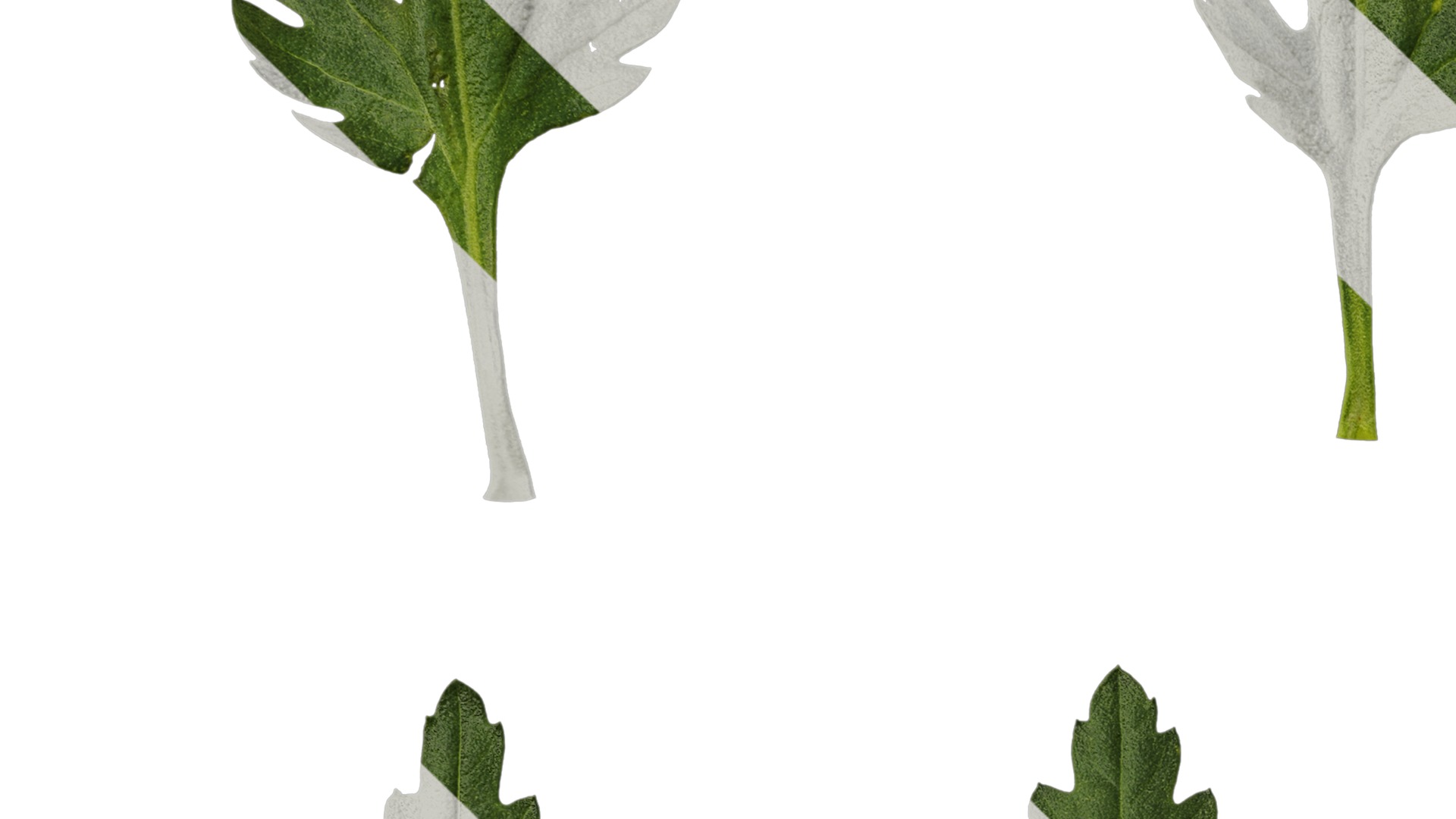 Anydrafts Dendranthema morifoliumcv Leaf 01 Texture_3