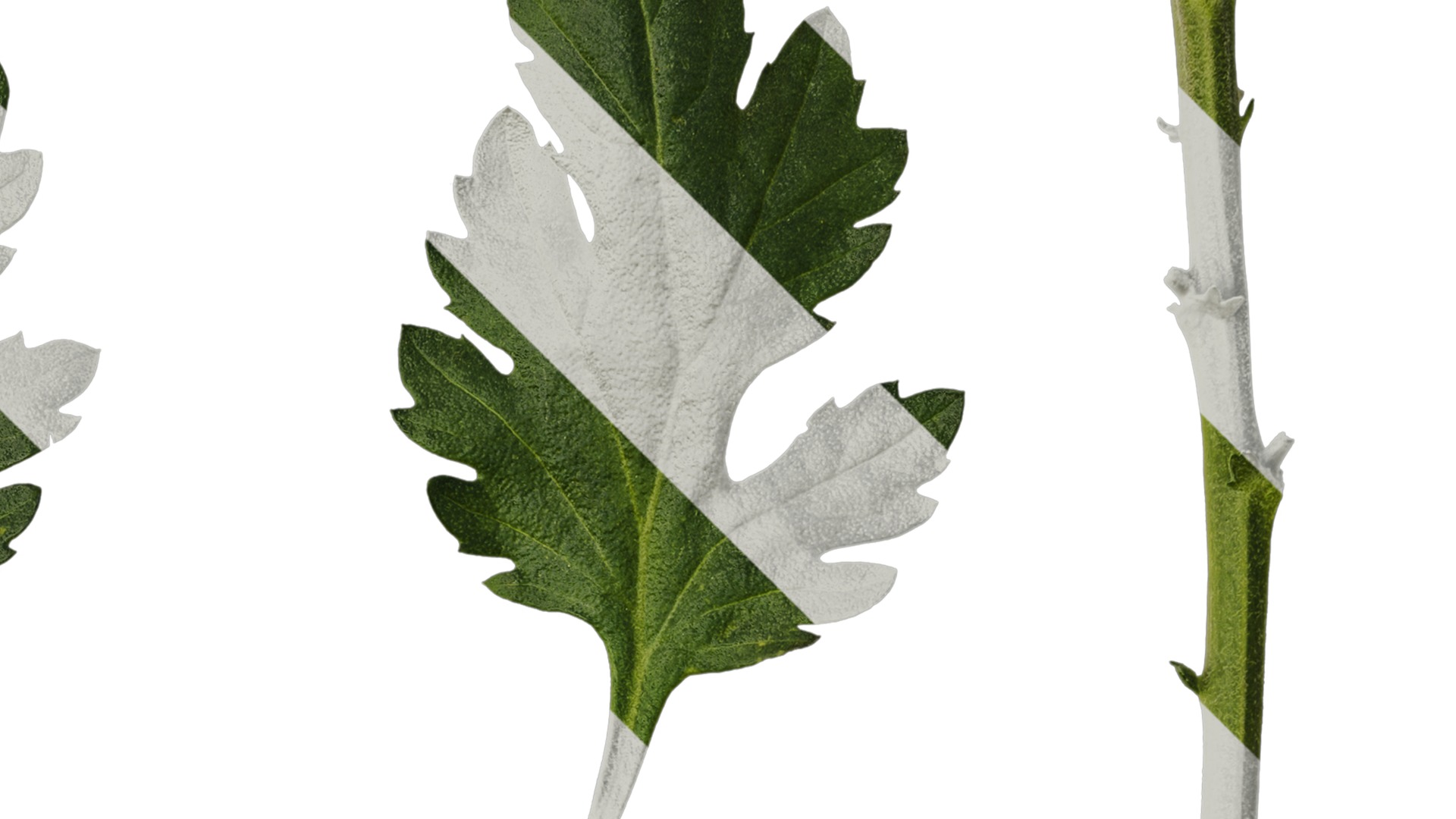 Anydrafts Dendranthema morifoliumcv Leaf 01 Texture_2