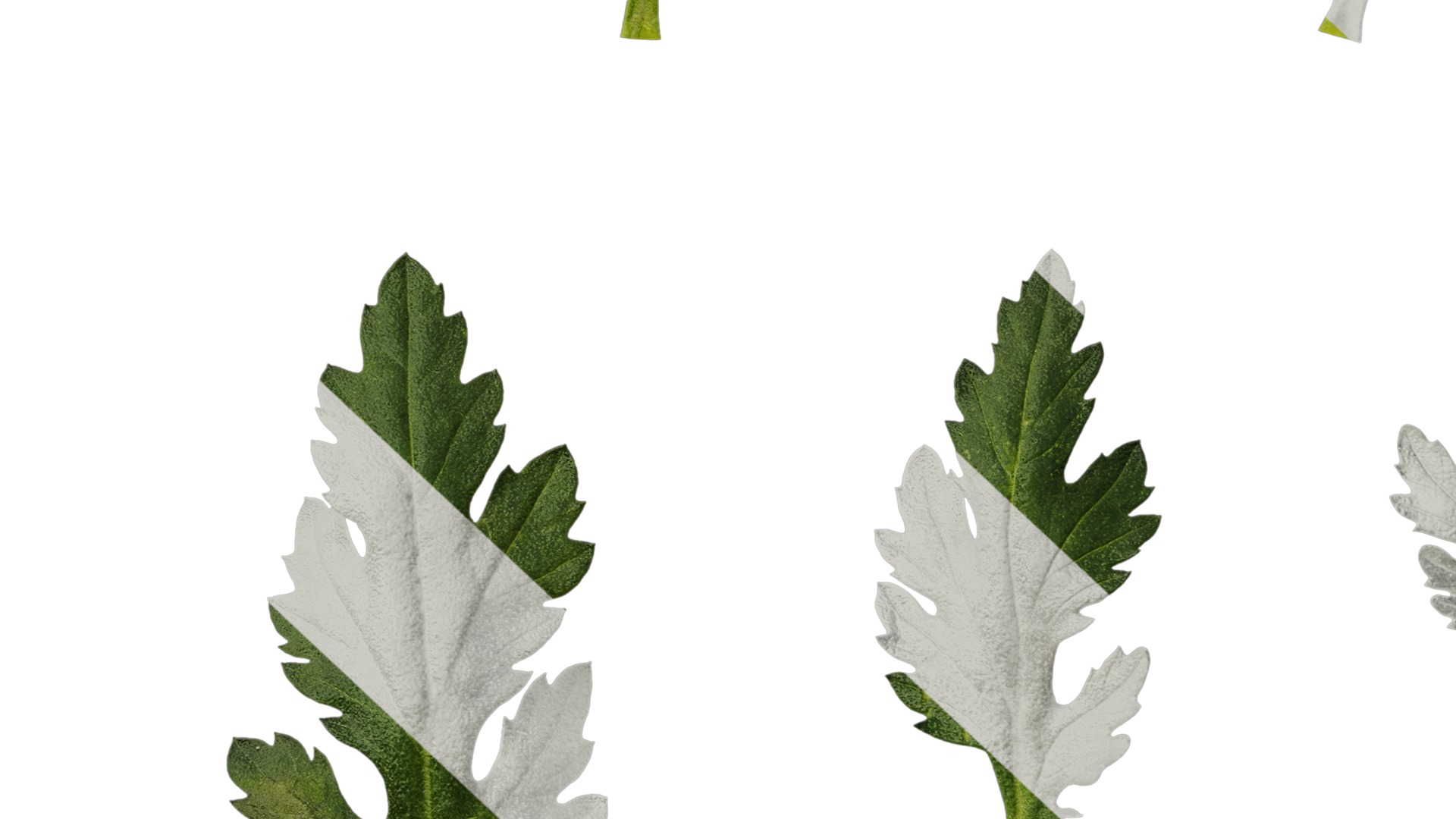 Anydrafts Dendranthema morifoliumcv Leaf 01 Texture_7