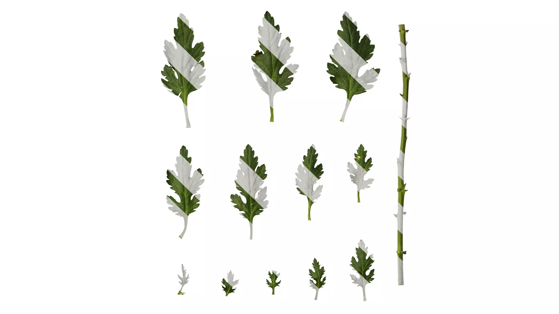 Anydrafts Dendranthema morifoliumcv Leaf 01 Texture_0