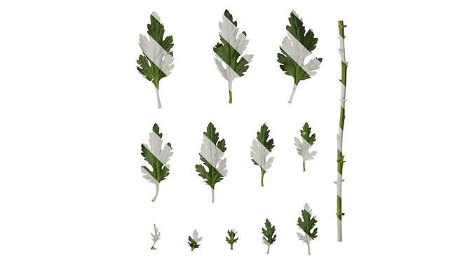 Anydrafts Dendranthema morifoliumcv Leaf 01 Texture