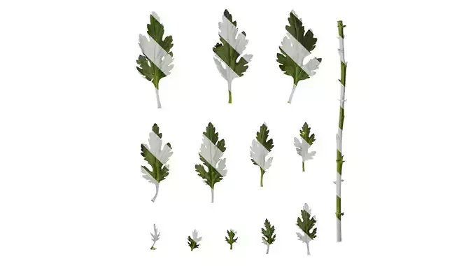 Anydrafts Dendranthema morifoliumcv Leaf 01