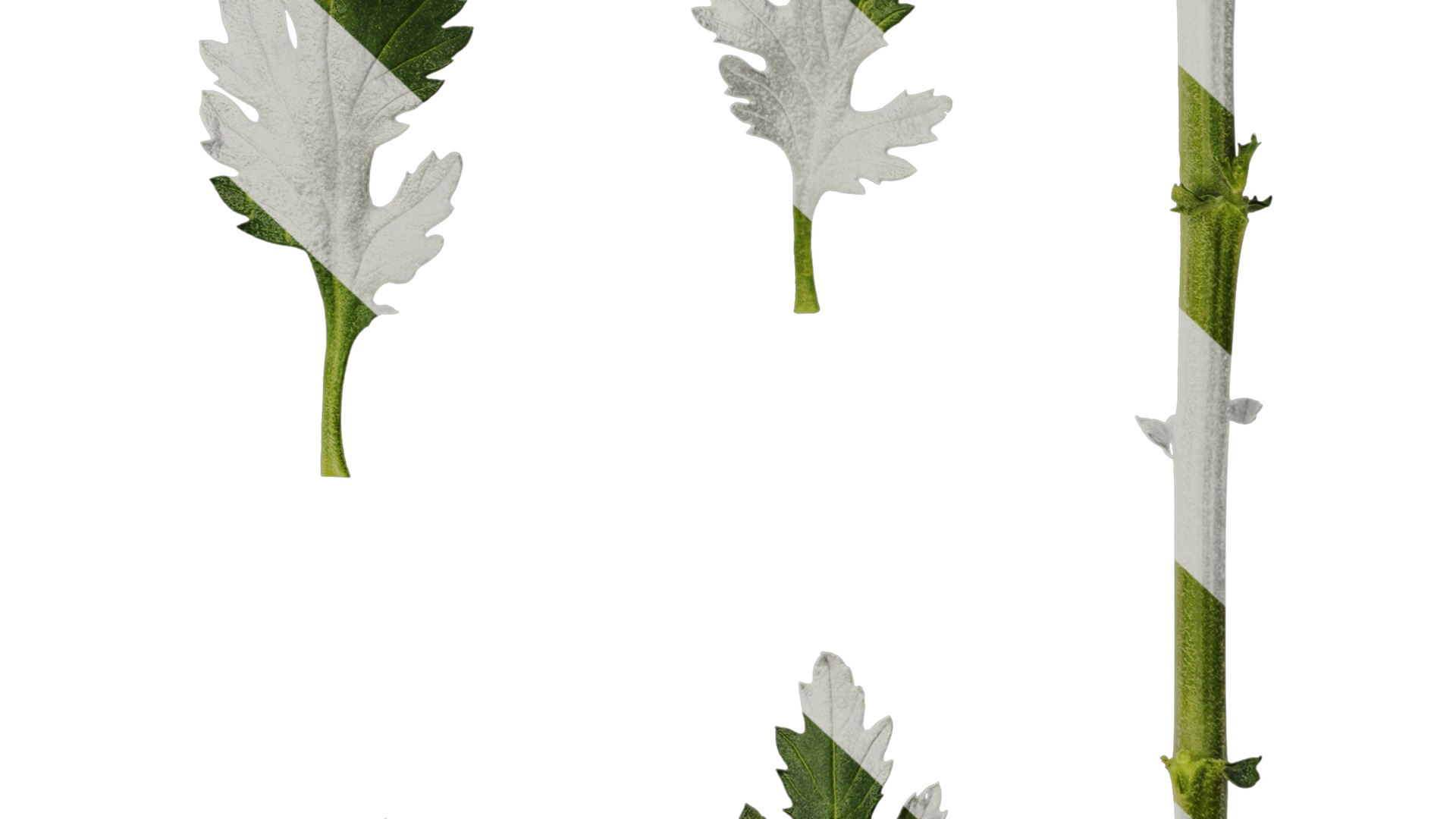 Anydrafts Dendranthema morifoliumcv Leaf 01 Texture_6