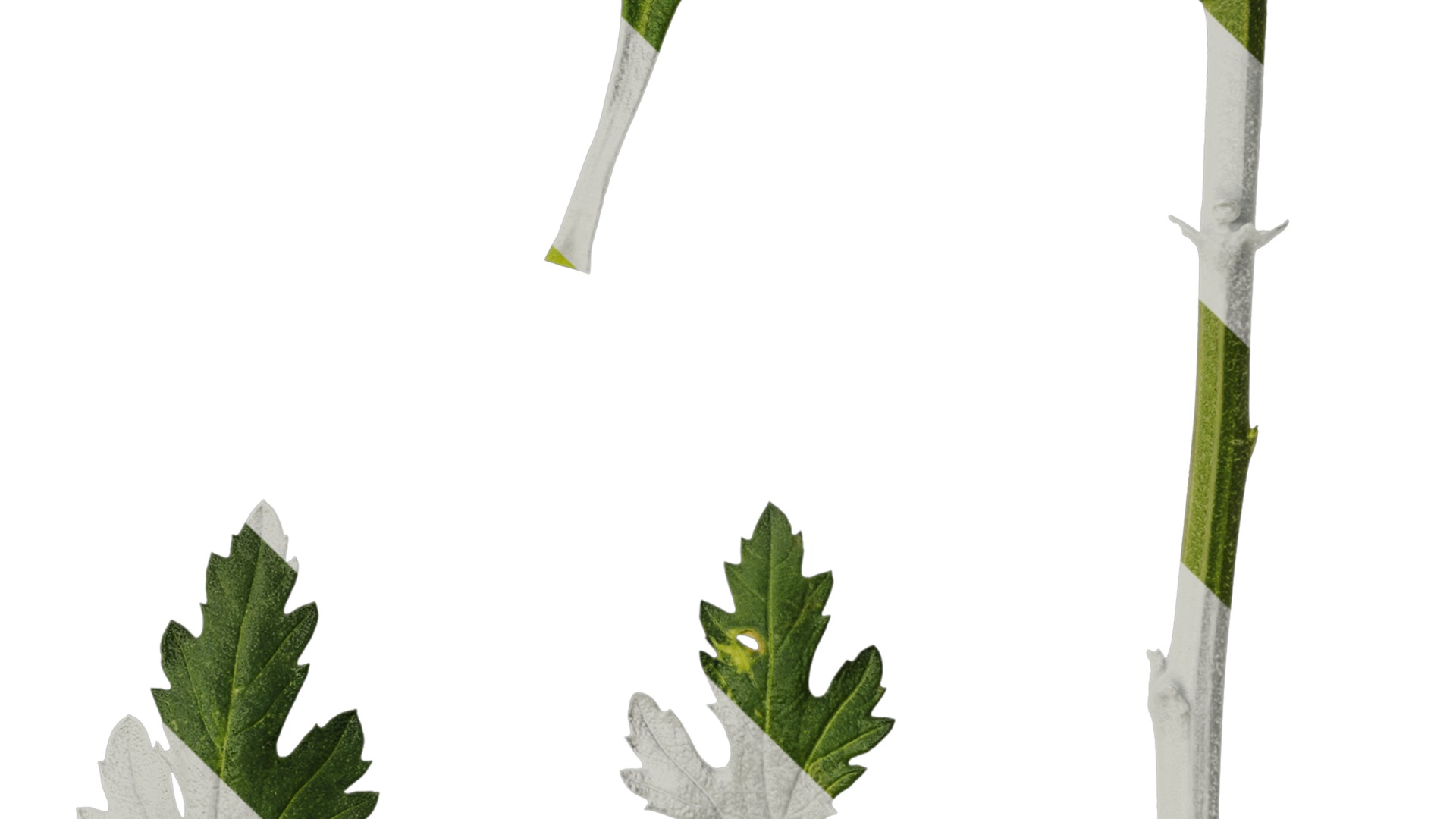 Anydrafts Dendranthema morifoliumcv Leaf 01 Texture_4