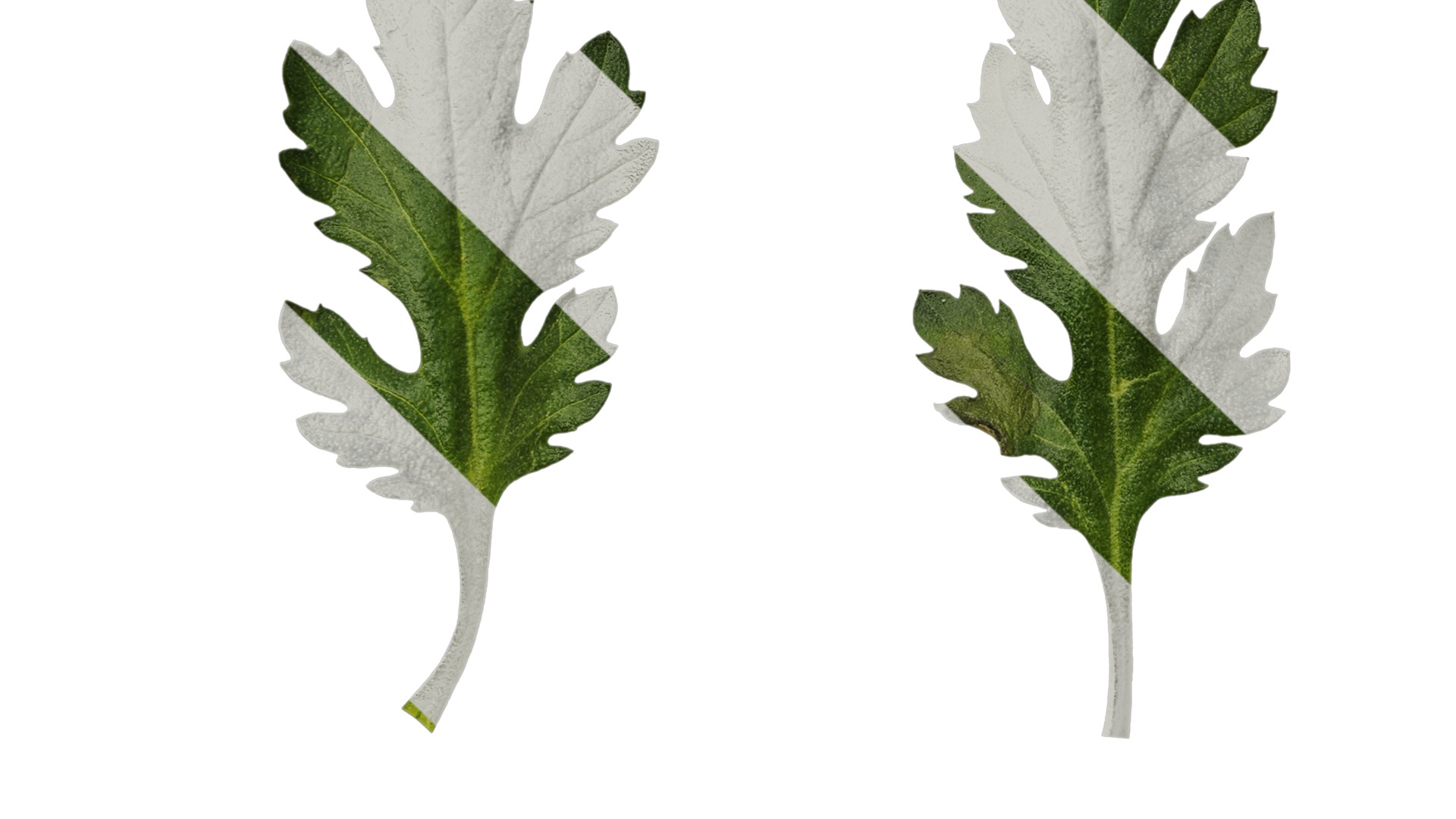 Anydrafts Dendranthema morifoliumcv Leaf 01 Texture_5