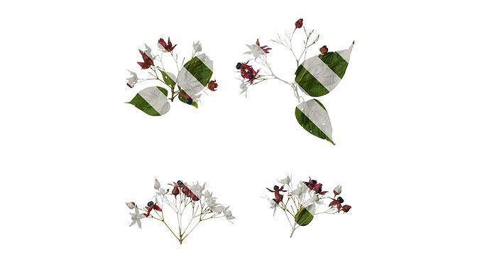 Anydrafts Clerodendrum trichotomum Atlas 01 Texture