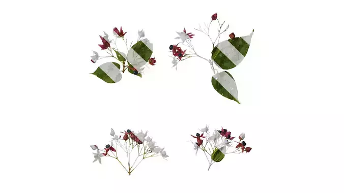 Anydrafts Clerodendrum trichotomum Atlas 01