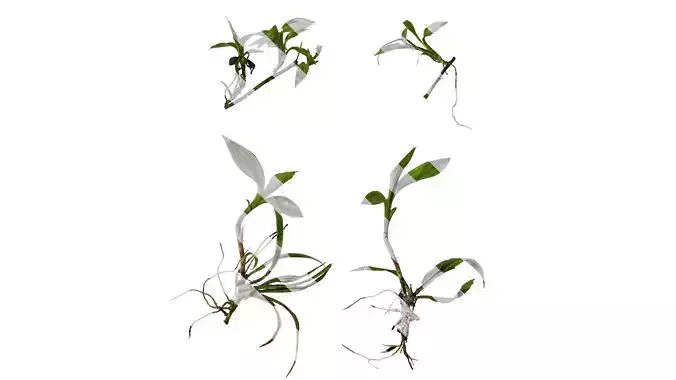 Anydrafts Dendrobium moniliforme Atlas 01