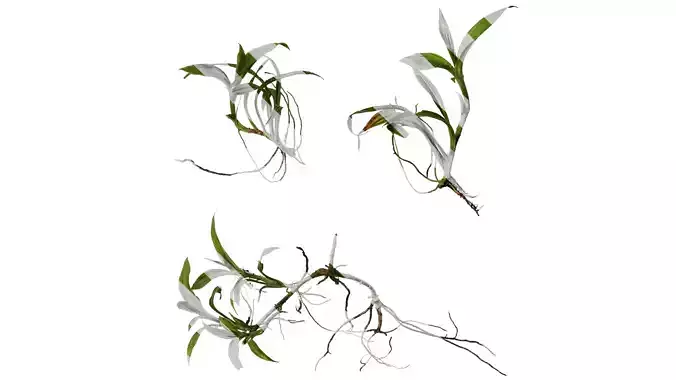 Anydrafts Dendrobium moniliforme Atlas 02