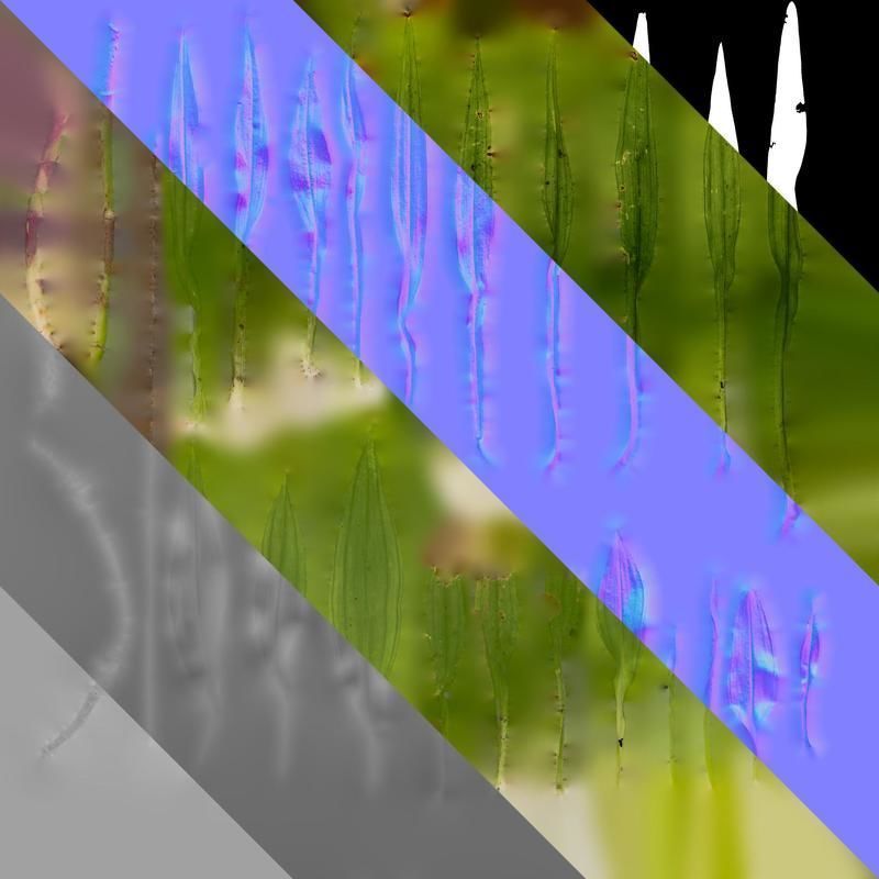 Anydrafts Dendrobium moniliforme Leaf 01 Texture_8