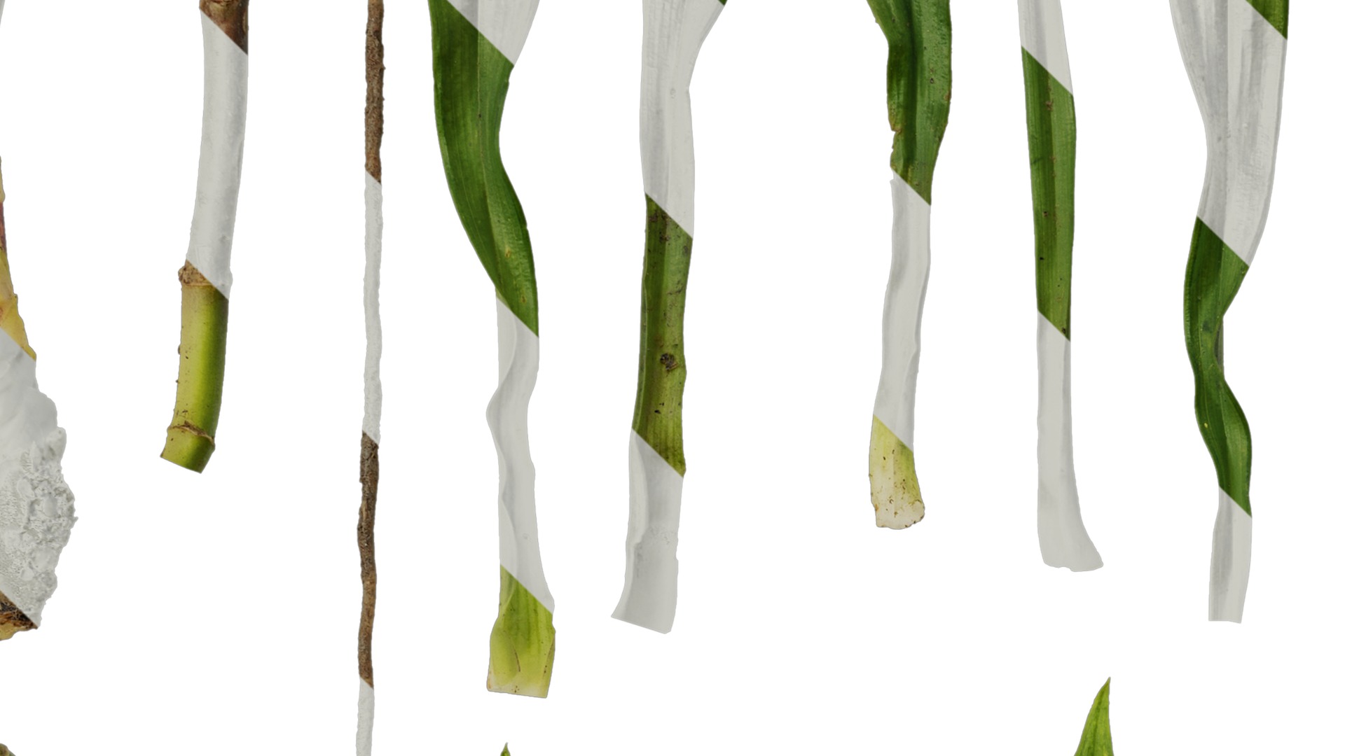 Anydrafts Dendrobium moniliforme Leaf 01 Texture_3