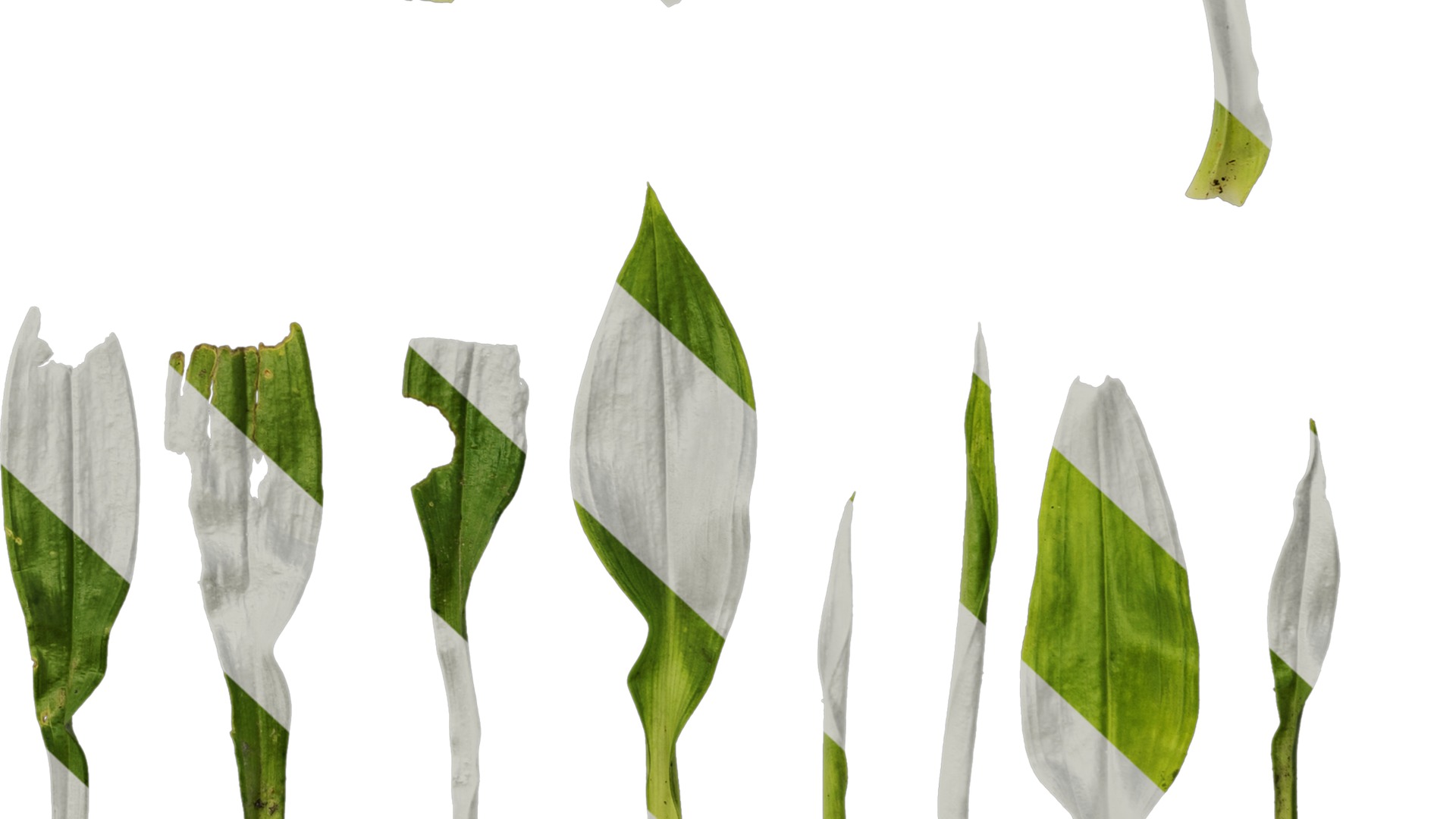 Anydrafts Dendrobium moniliforme Leaf 01 Texture_6