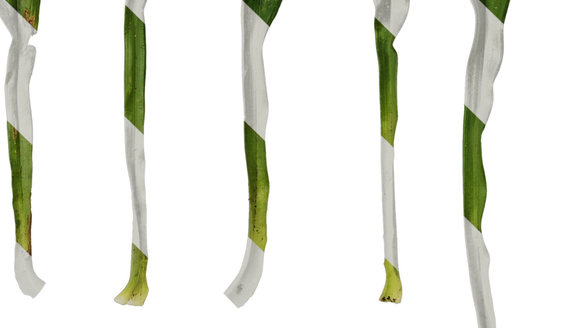 Anydrafts Dendrobium moniliforme Leaf 01 Texture_4