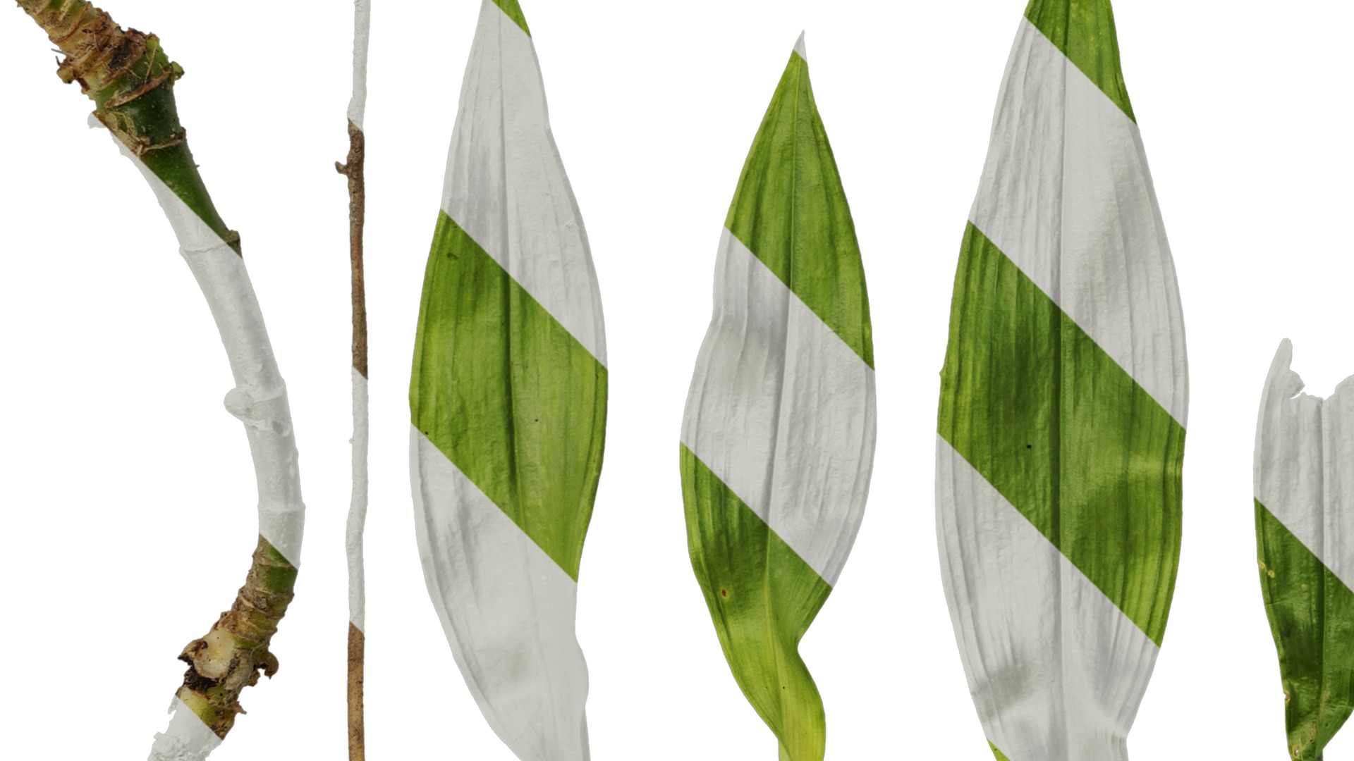 Anydrafts Dendrobium moniliforme Leaf 01 Texture_5