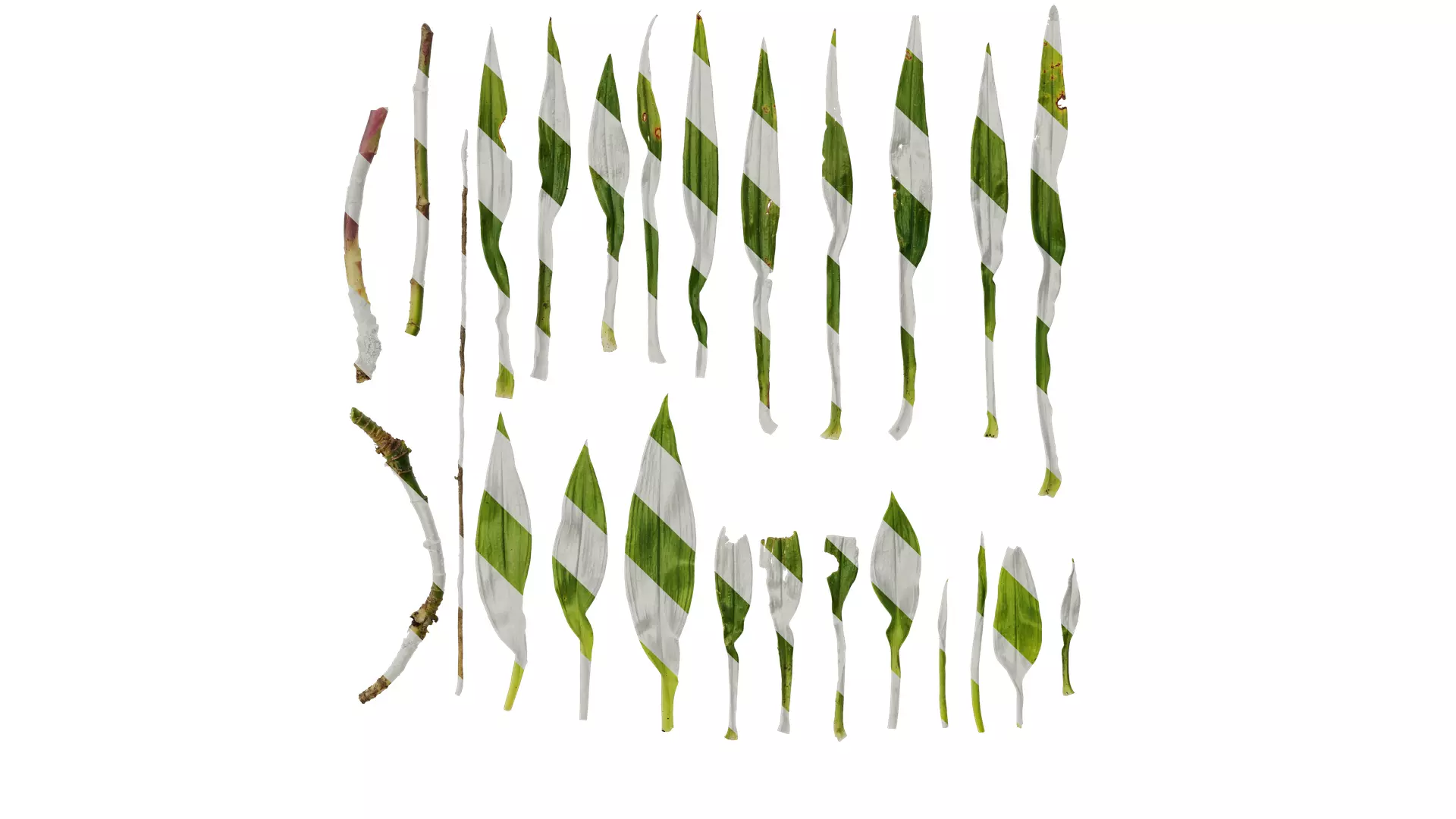 Anydrafts Dendrobium moniliforme Leaf 01 Texture_0