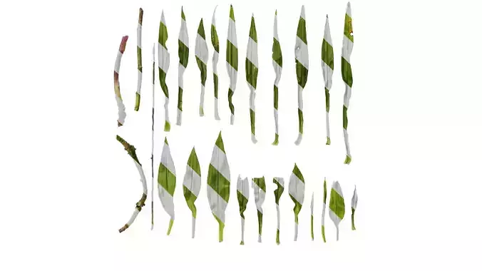 Anydrafts Dendrobium moniliforme Leaf 01