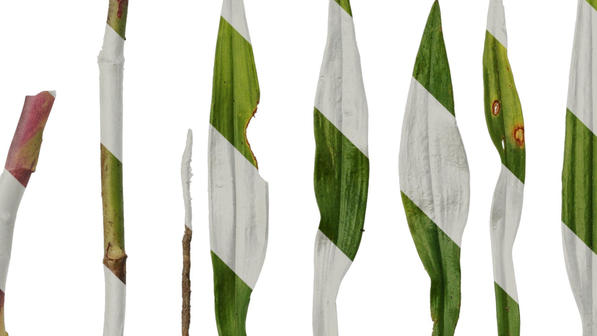 Anydrafts Dendrobium moniliforme Leaf 01 Texture_1